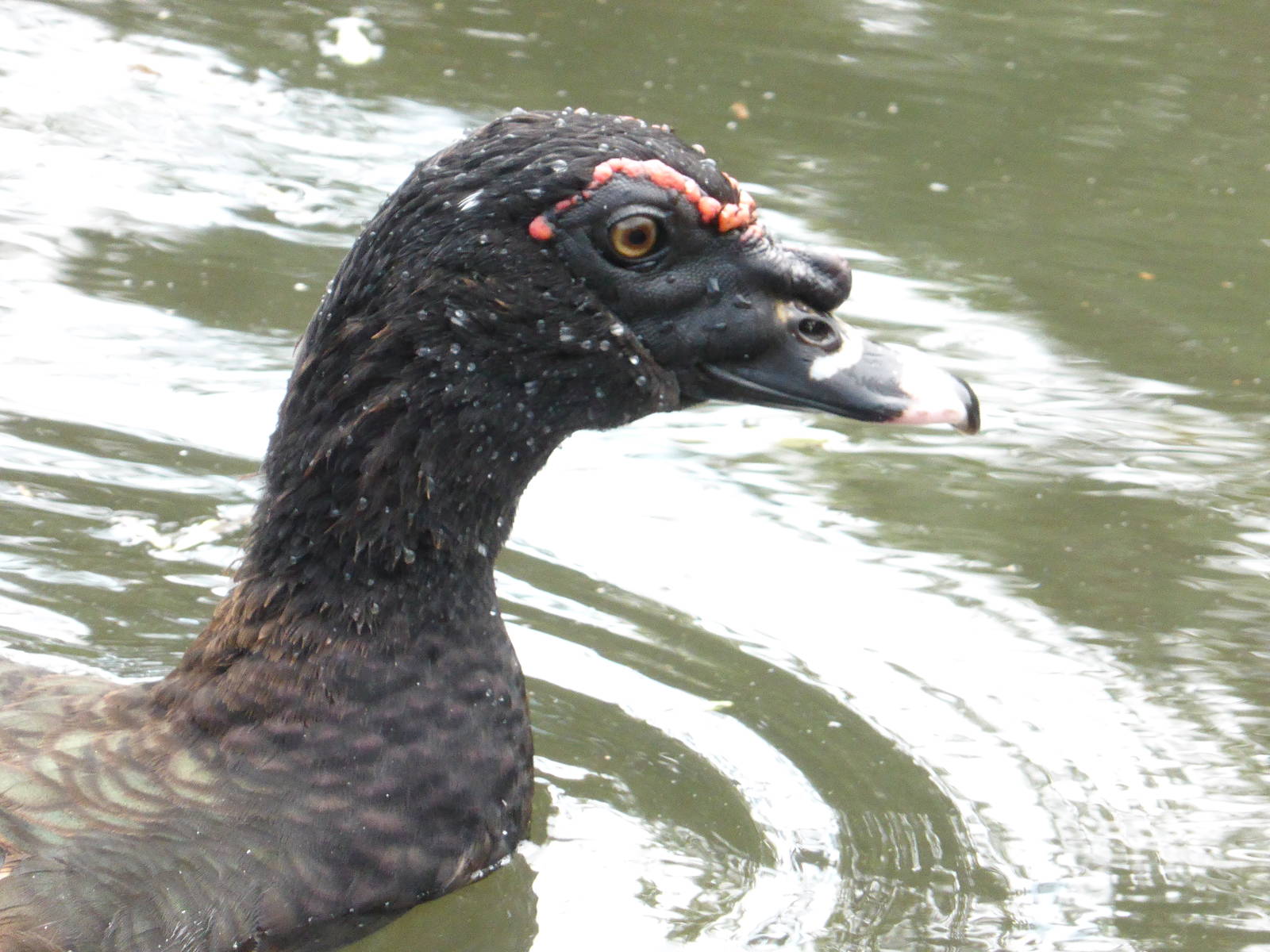 Wild-type muscovy duck