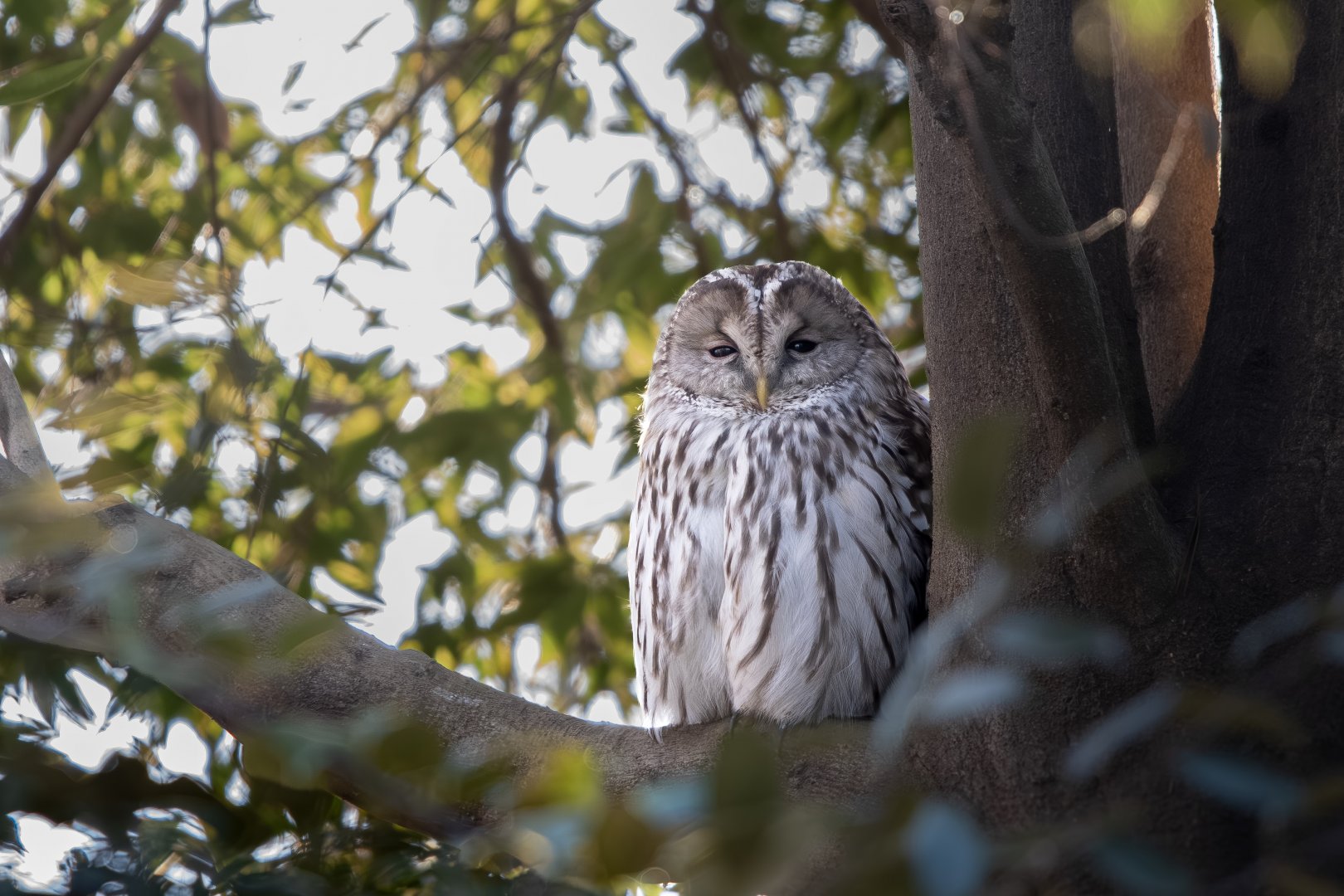 Wild Ural Owl at the "Japanese Garden" next to the Squirrel Cages
