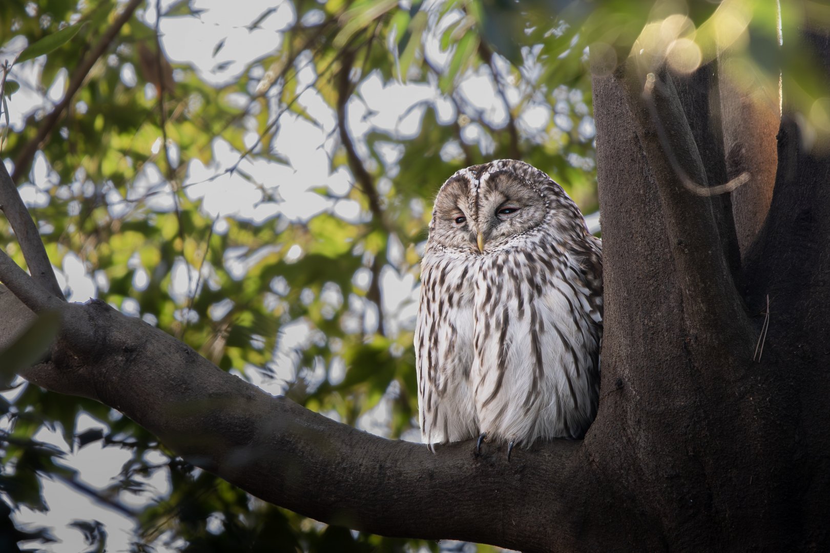Wild Ural Owl at the "Japanese Garden" next to the Squirrel Cages