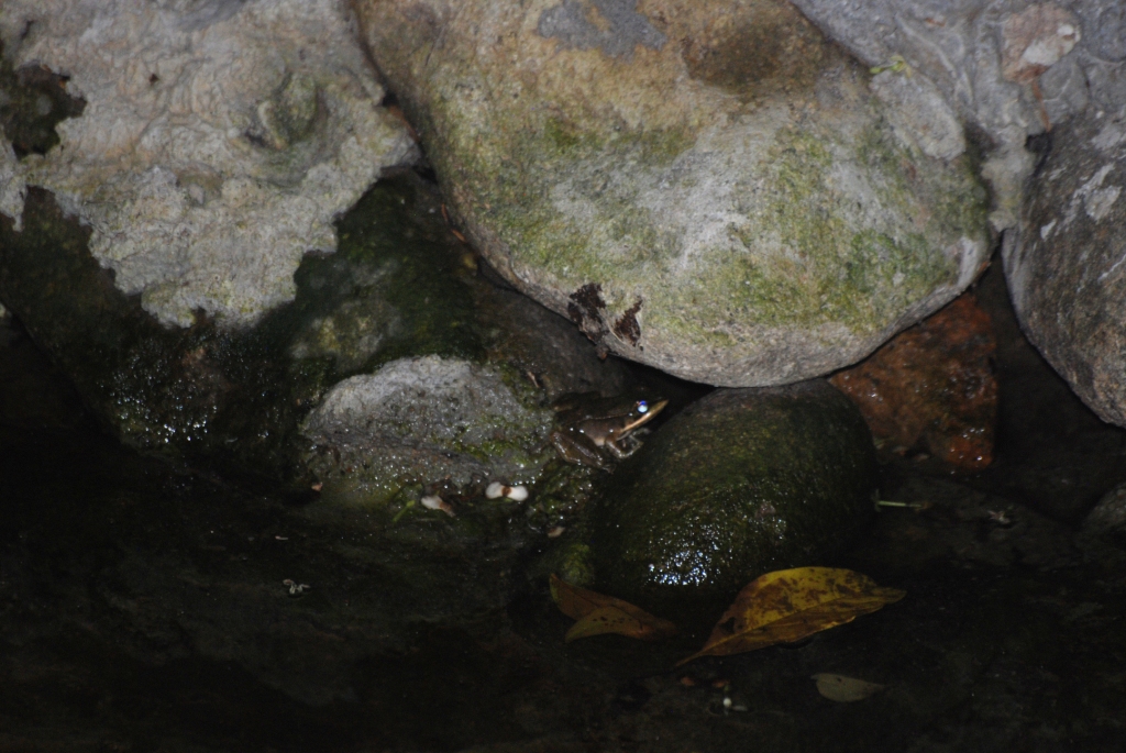 (Wild) Vaillant's Web-footed Frog at Arenal Natura, 18/04/14