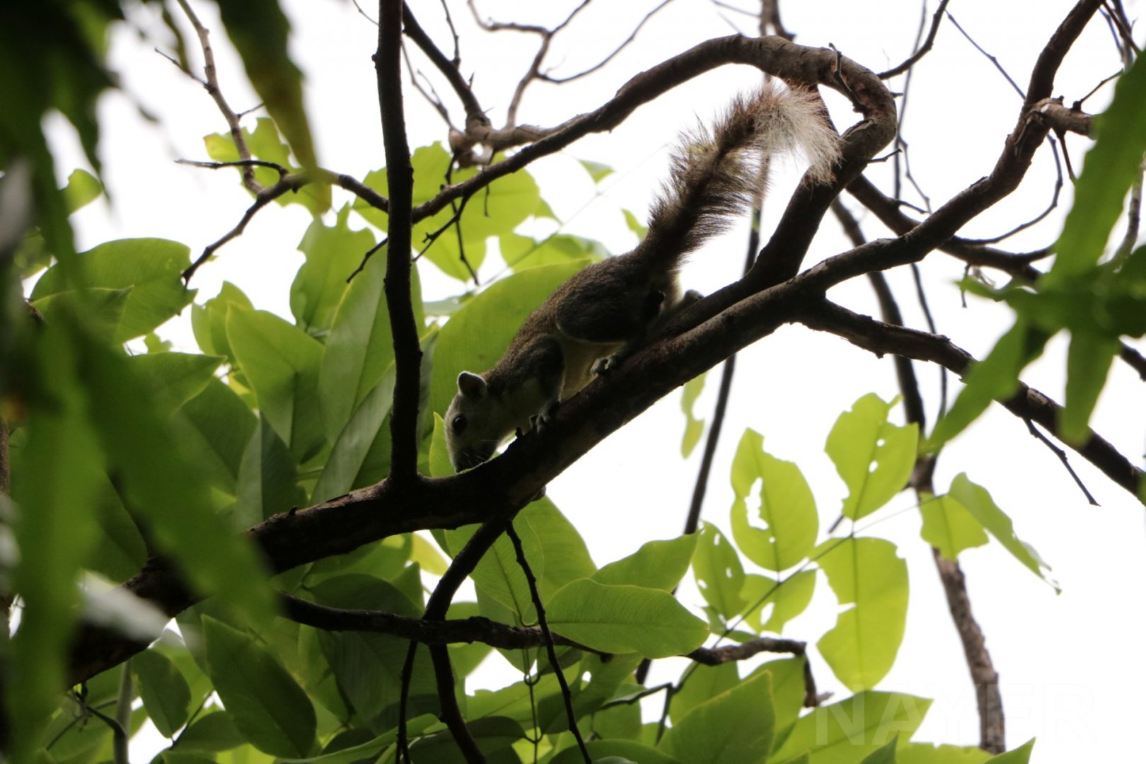 Wild variable squirrel, June 2016