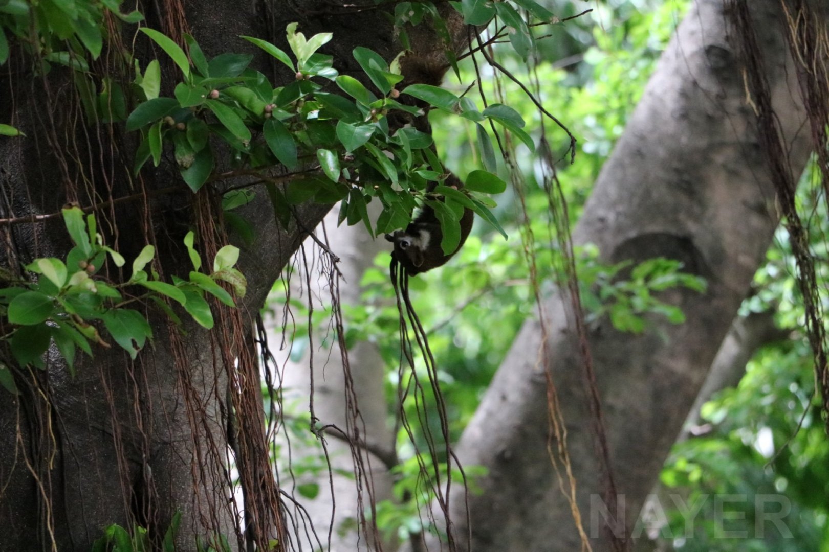 Wild variable squirrel, June 2016