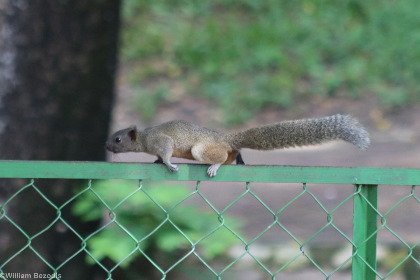 Wild Variable Squirrel