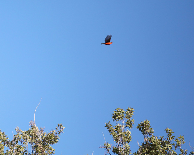 wild vermillion flycatcher