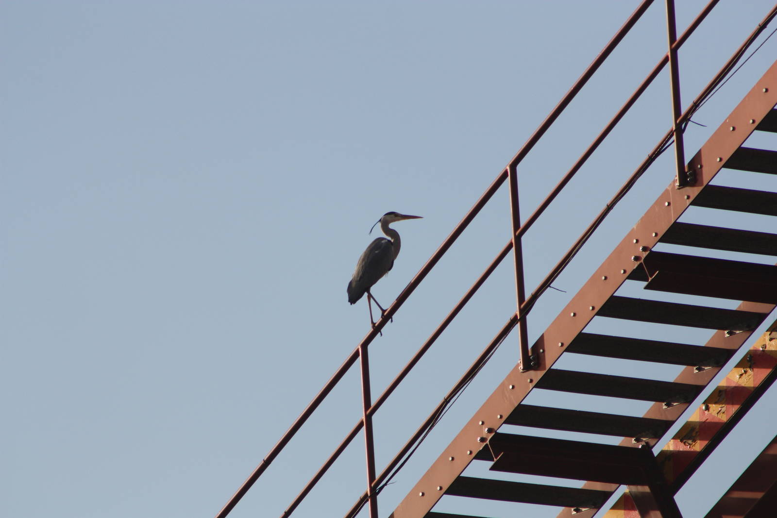 Wild visitor, 30th December 2014