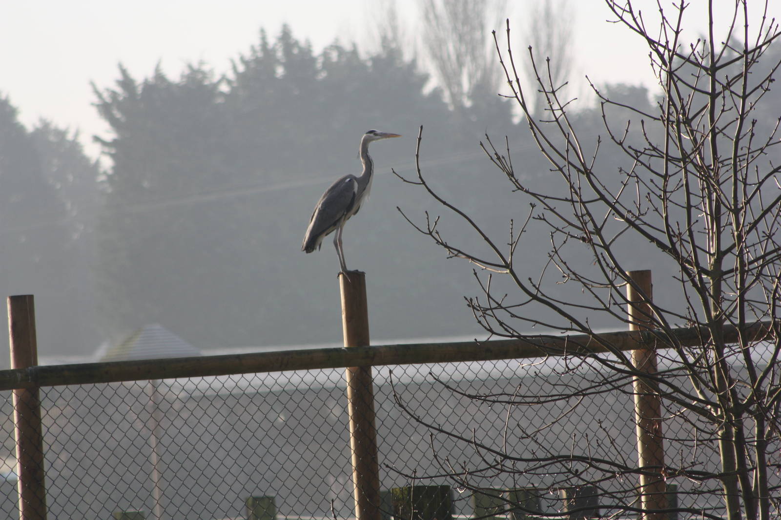 Wild visitor, 30th December 2014