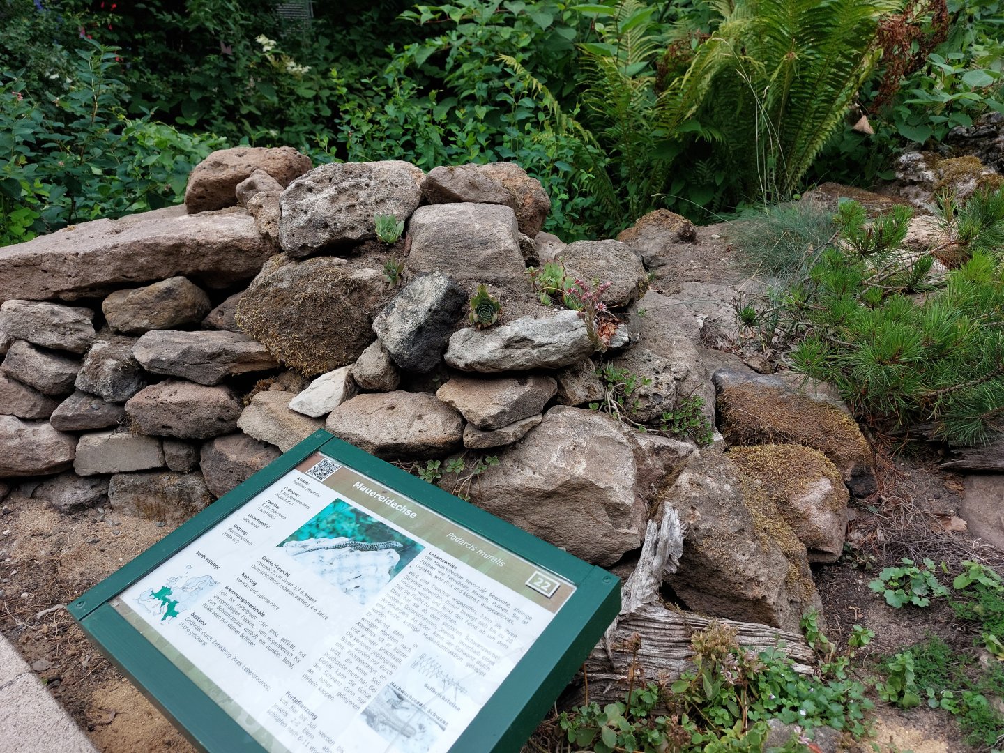 Wild wall lizard spot