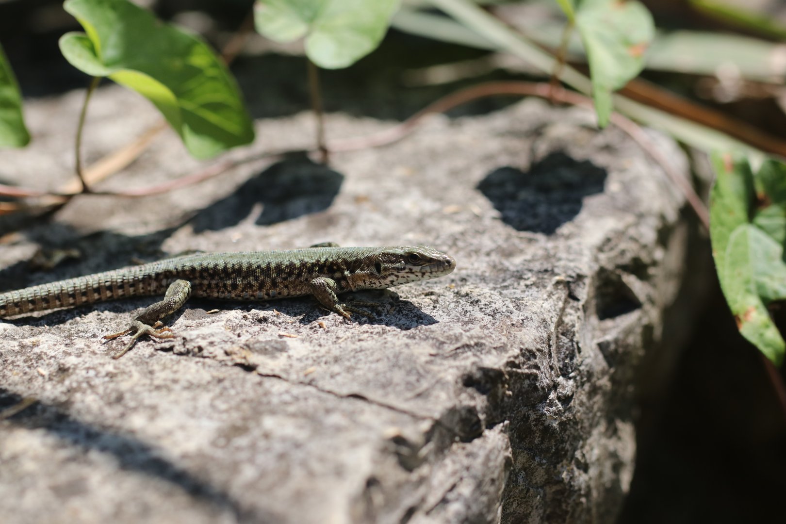 Wild wall lizard