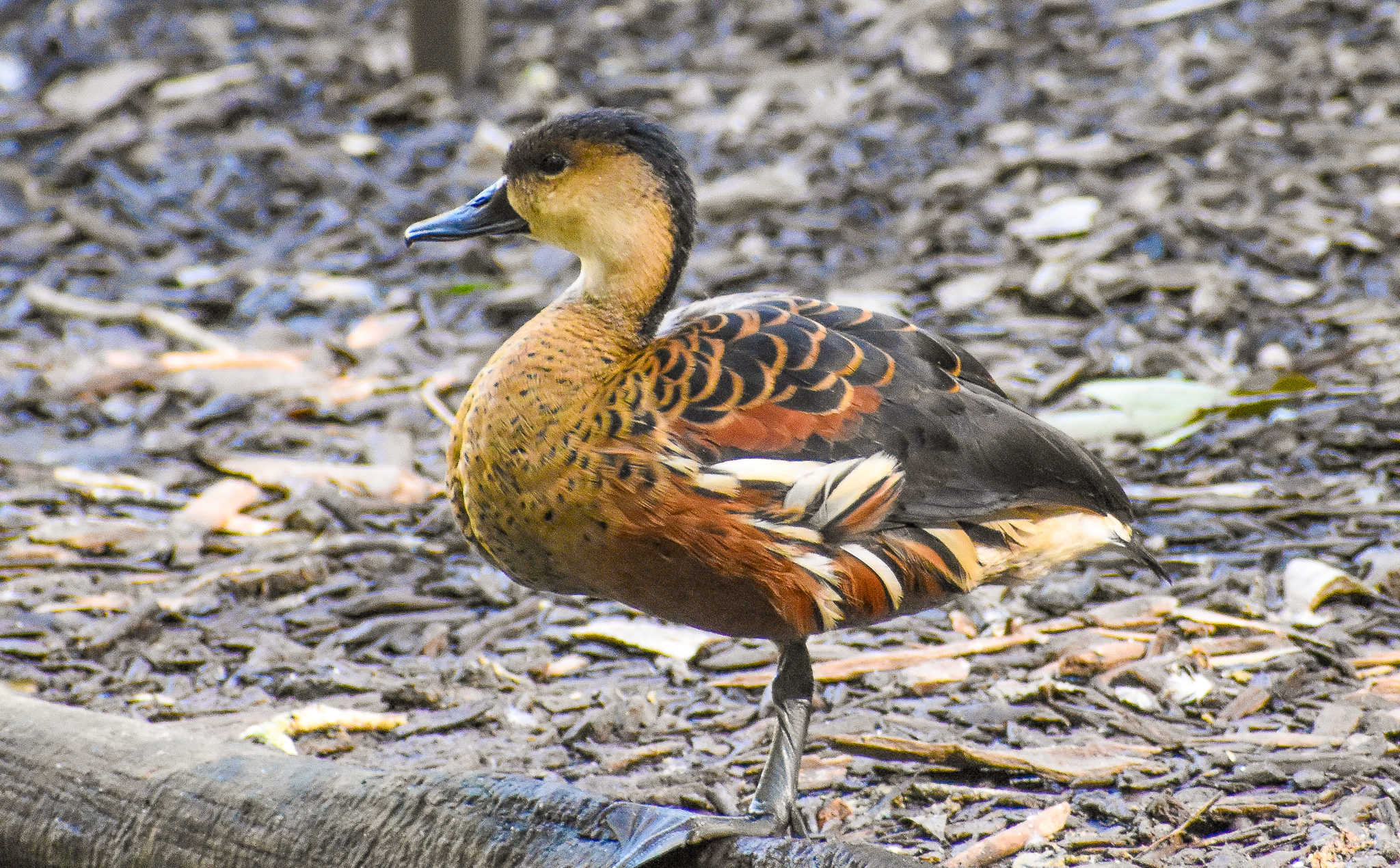 wild - Wandering Whistling Duck