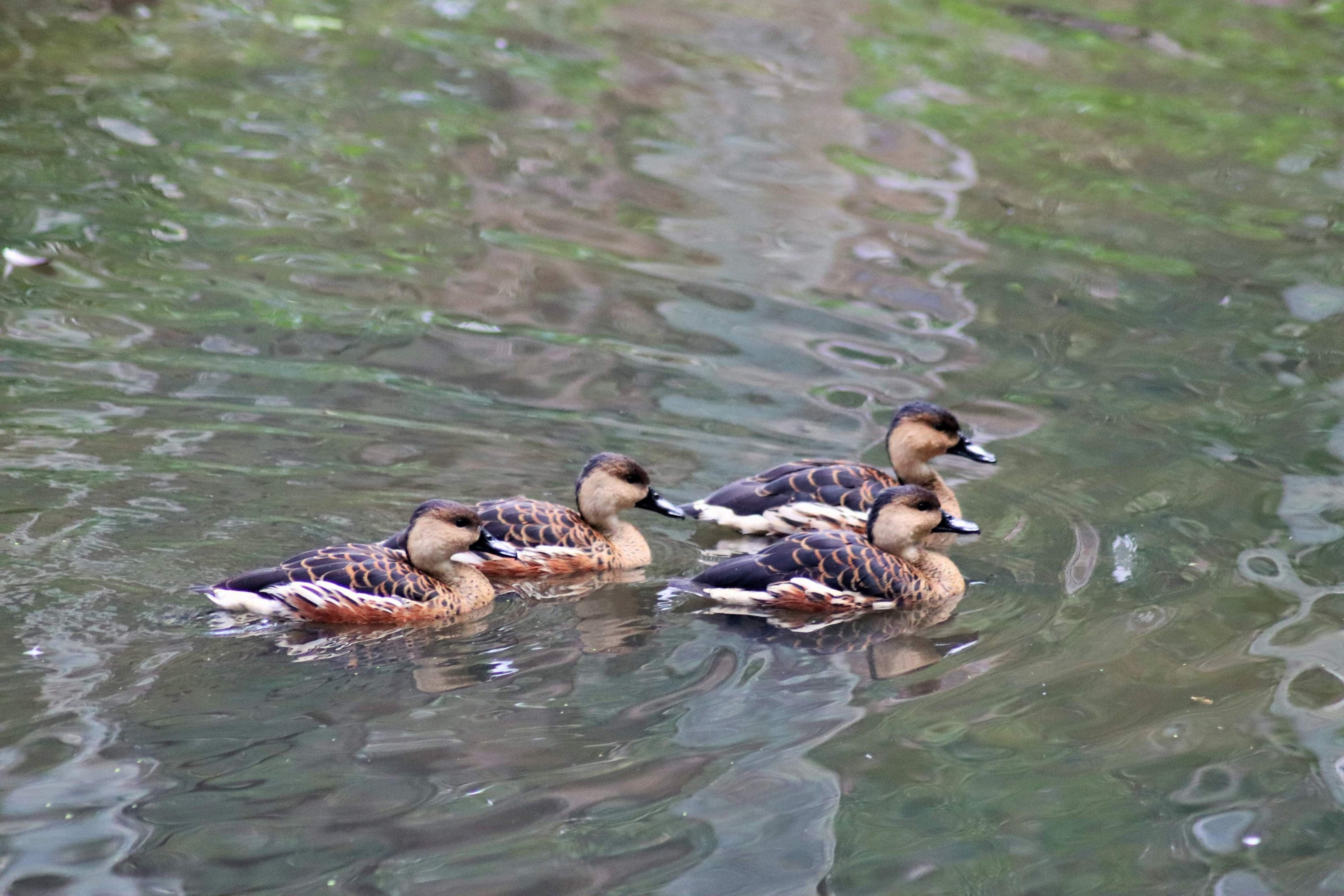 Wild Wandering Whistling-Ducks (Dendocygna arcuata)