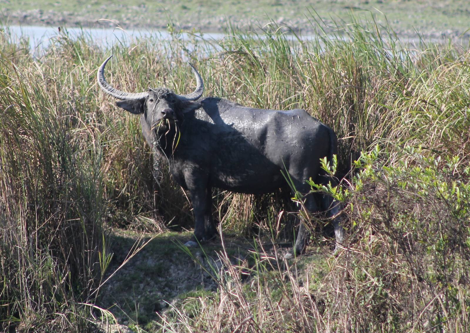 Wild Water Buffalo (Bubalus arnee)