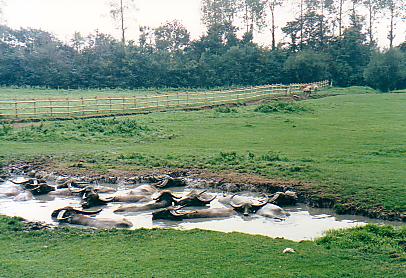 Wild water buffalo only herd in UK Port Lympne zoo UK
