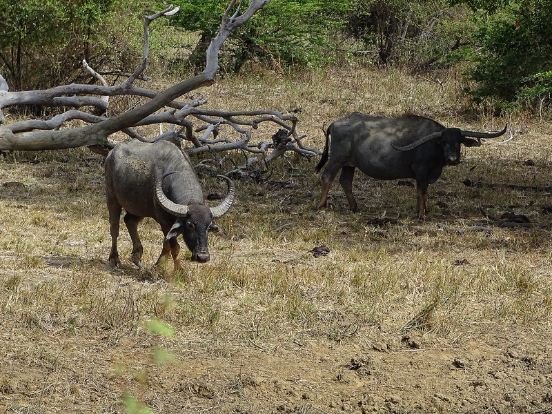 Wild water buffalo
