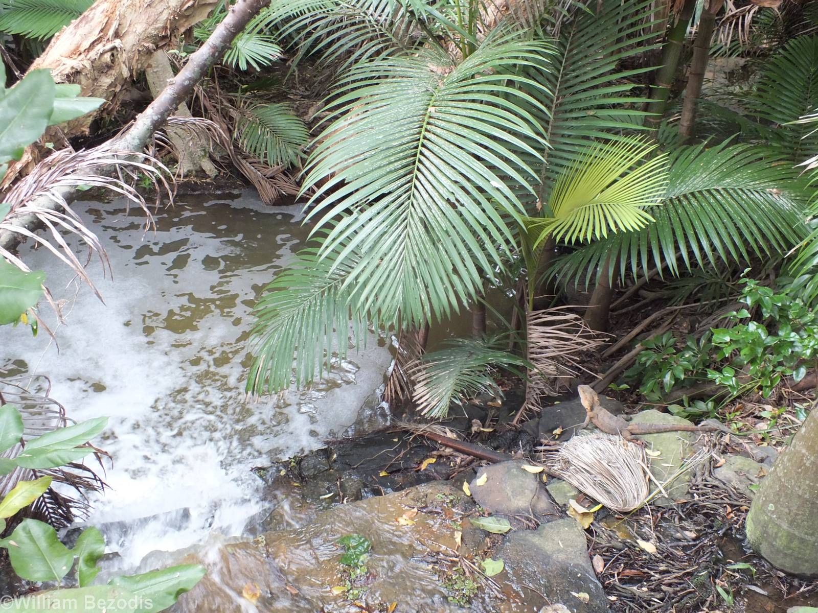 Wild Water Dragon and Surroundings