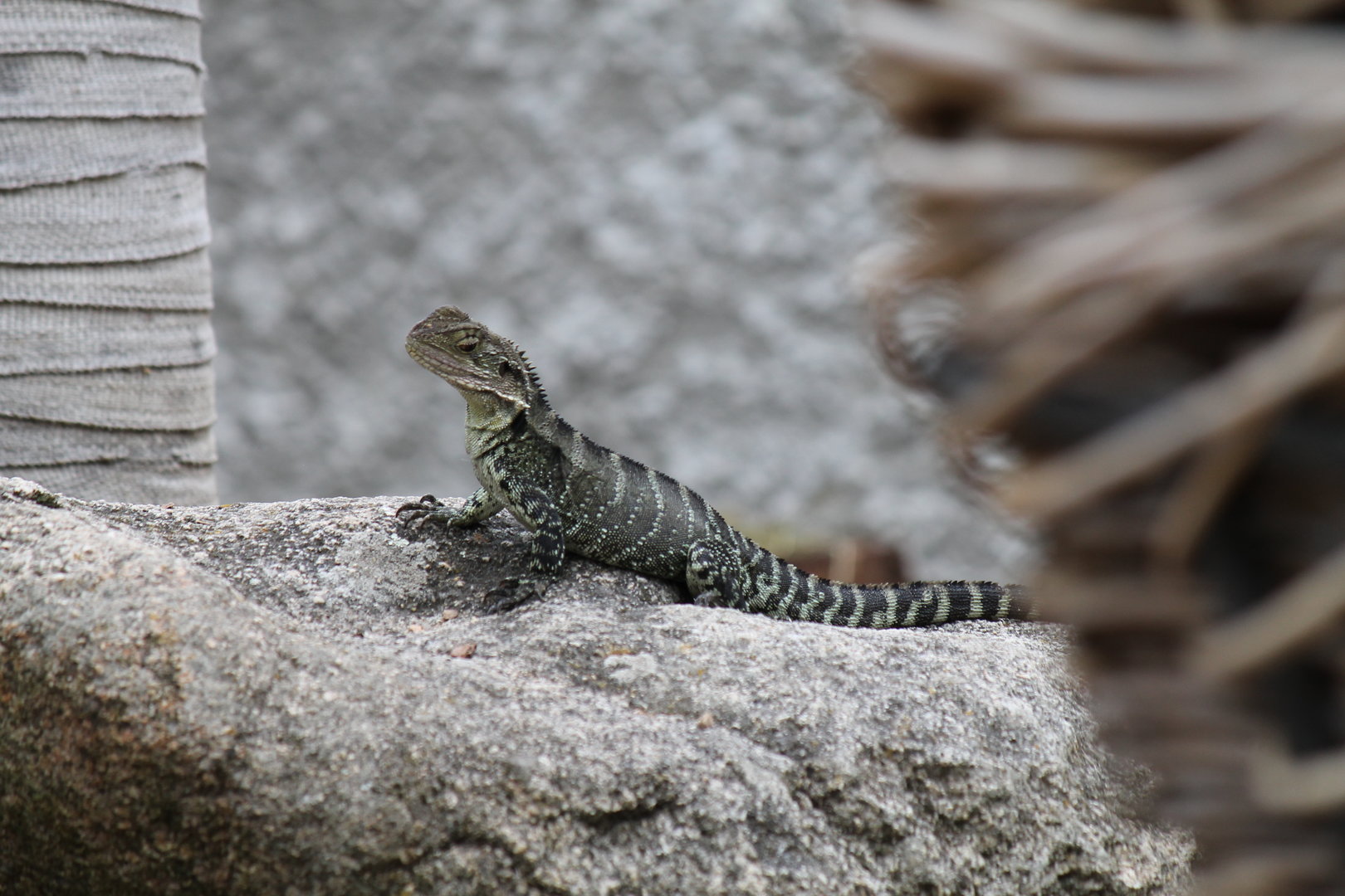 Wild Water Dragon