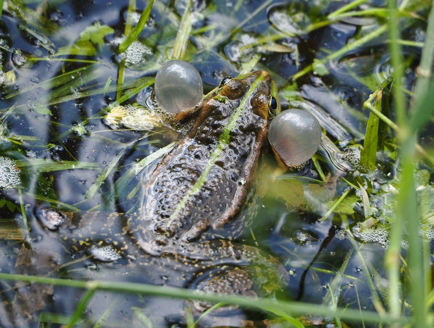 Wild water frog (Pelophylax species), 2022-05-28