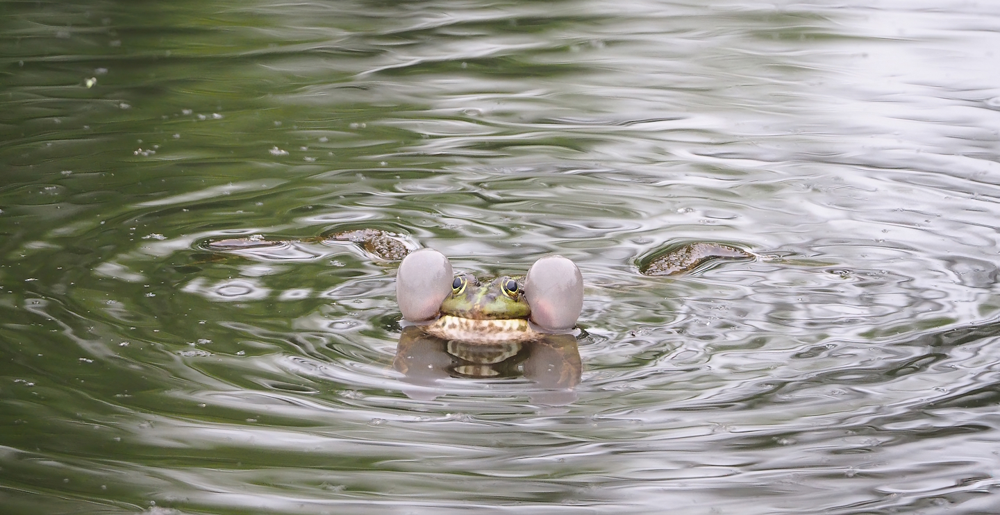Wild Water frog (Pelophylax species), 2023-05-15