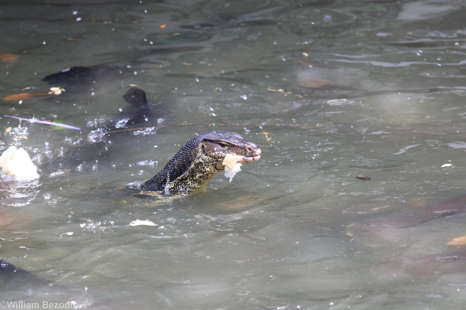 Wild Water Monitor Joining the Fish Feeding (with bread)