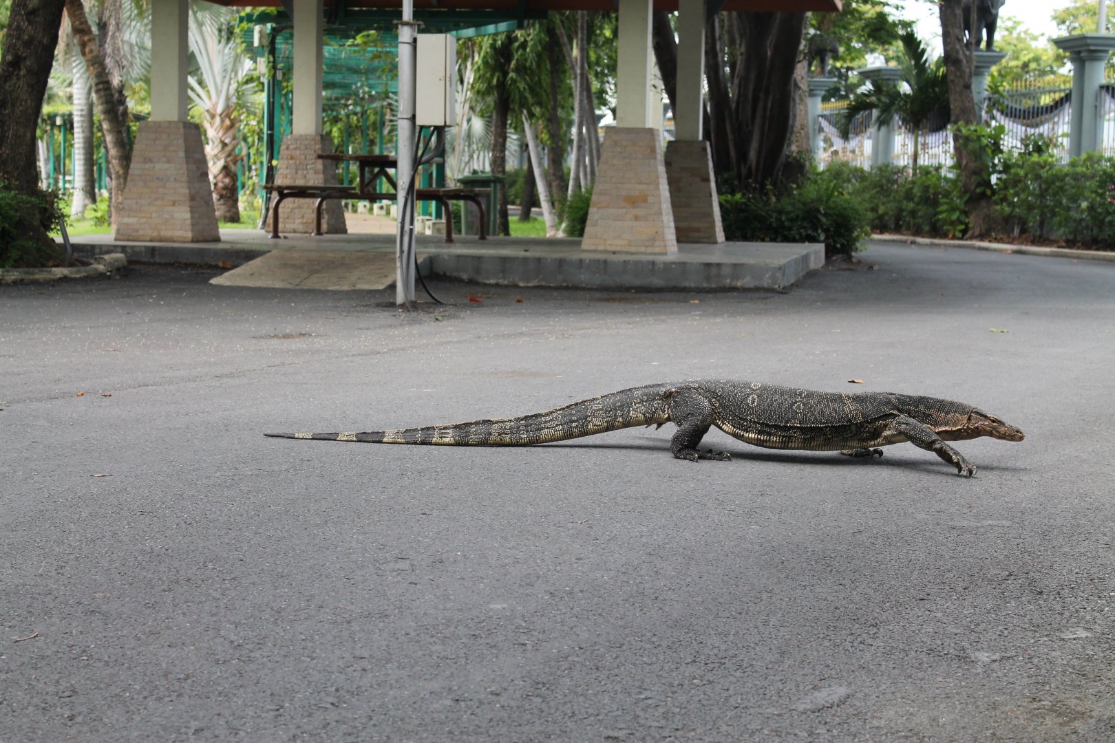 wild Water Monitor (Varanus salvator)