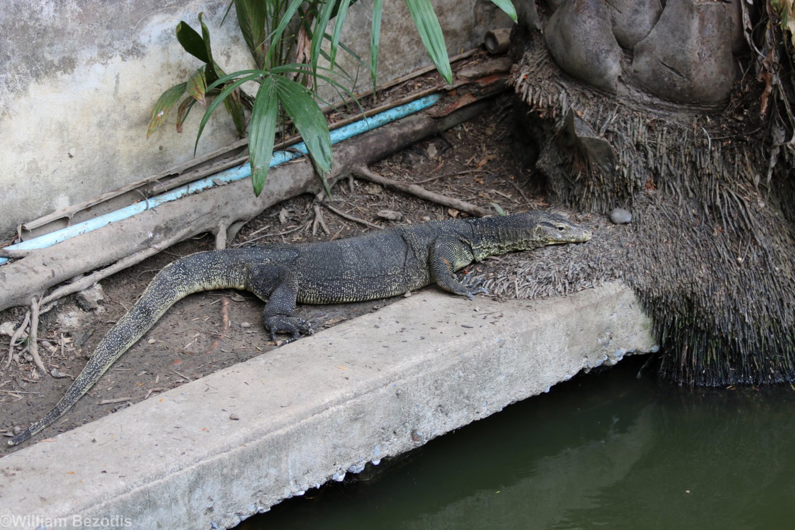(wild) Water Monitor