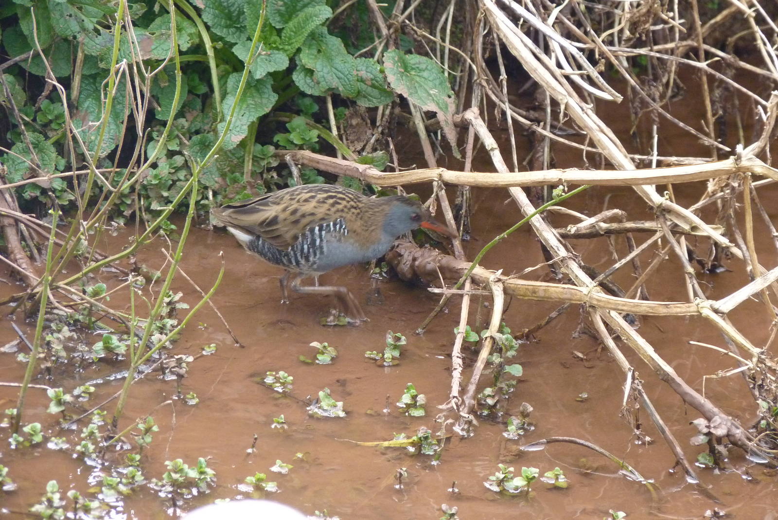 Wild Water Rail, March 2016