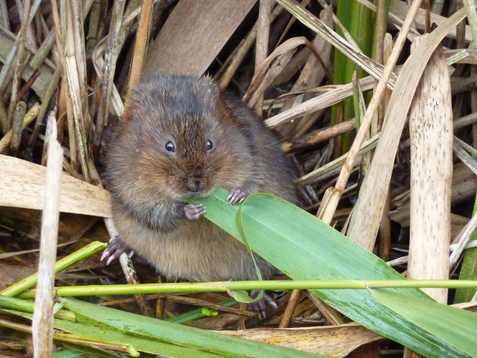 Wild water vole, 17th October 2012