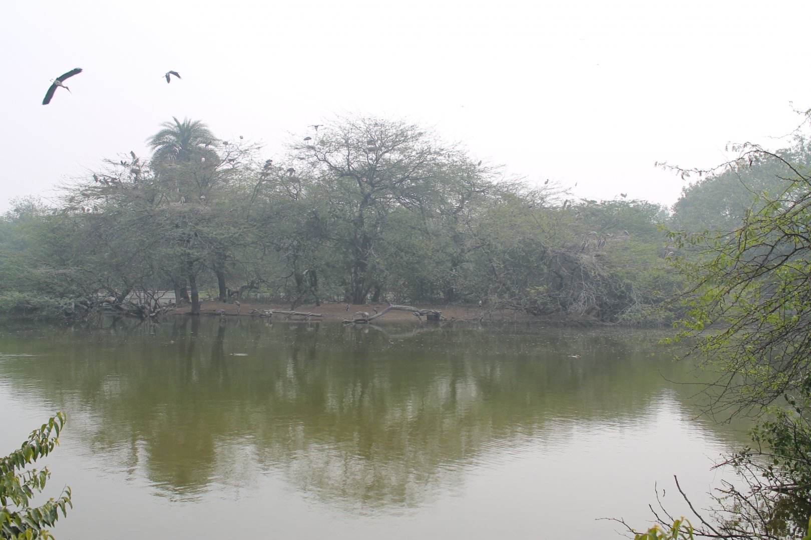 wild waterbird colony