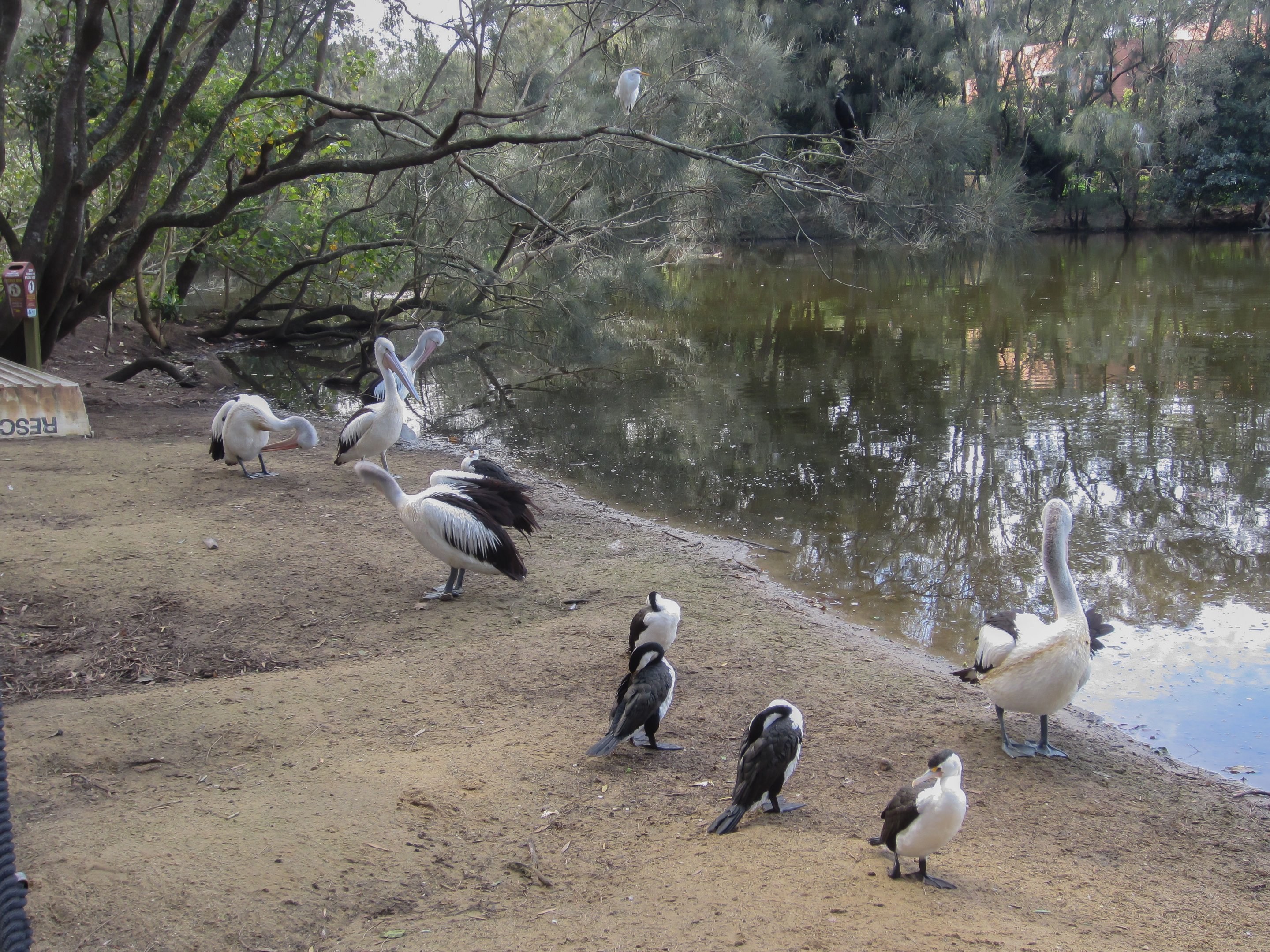 Wild waterbirds waiting for a feed