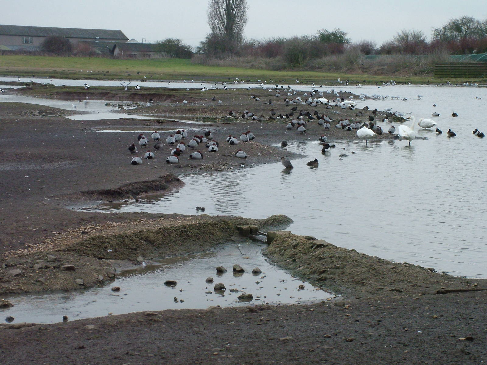 Wild waterfowl at Slimbridge 06/02/10