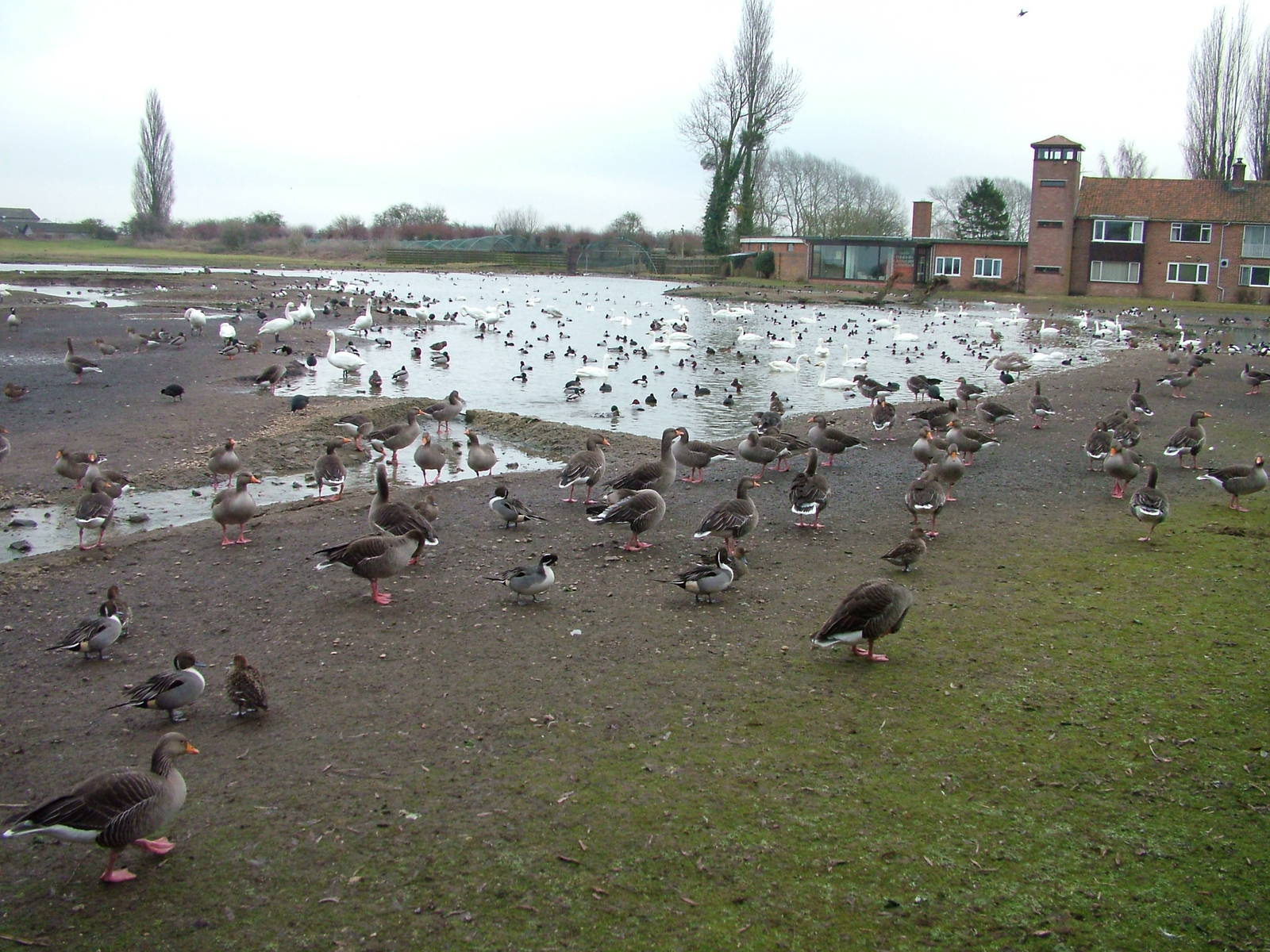 Wild waterfowl at Slimbridge 06/02/10