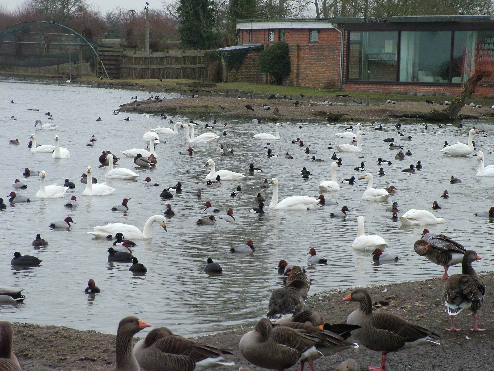 Wild waterfowl at Slimbridge 06/02/10