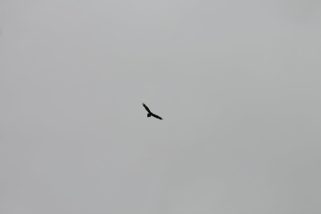 wild Wedgetail Eagle