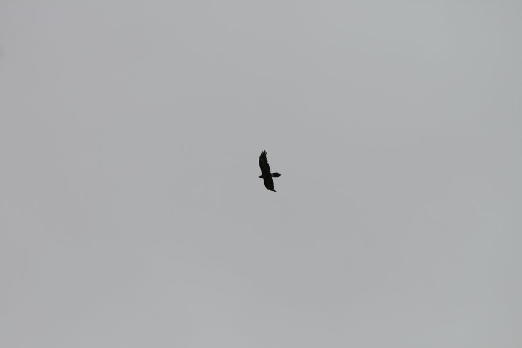 wild Wedgetail Eagle