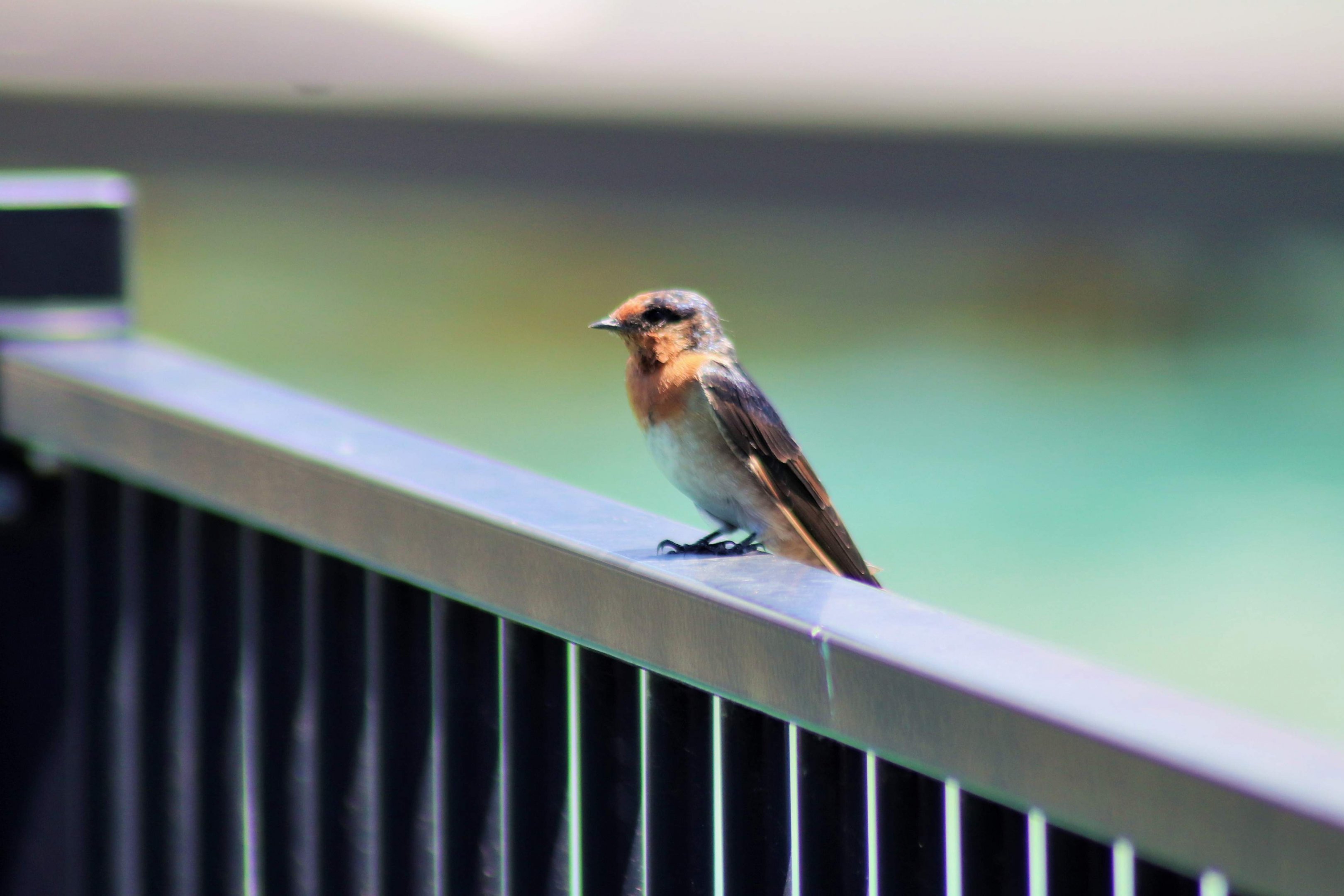 Wild Welcome Swallow (Hirundo neoxena)