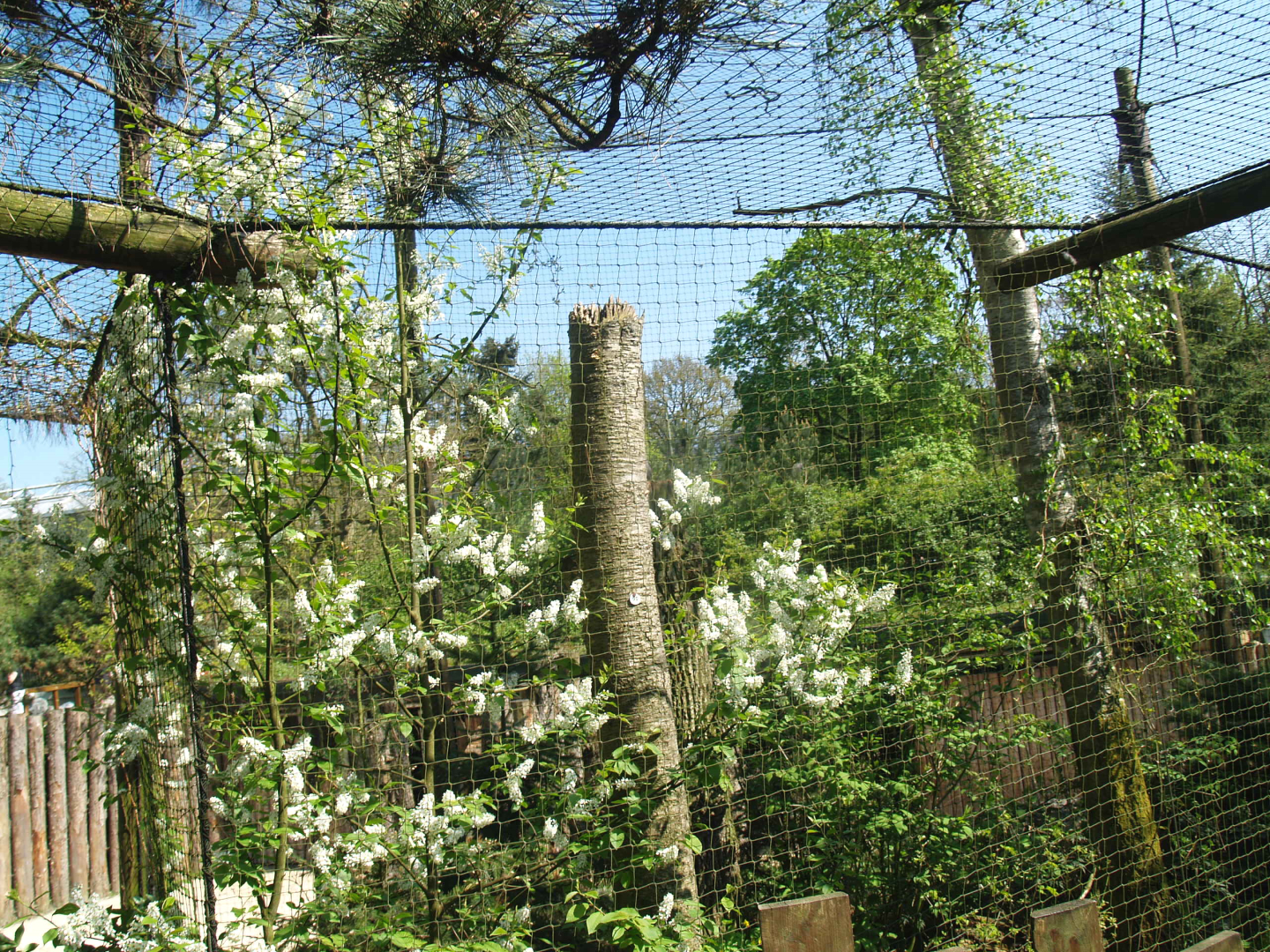 Wild West exhibit - Eurasian great grey owl aviary, 2009-04-19
