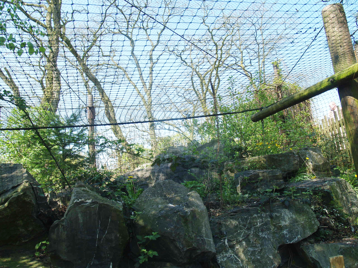 Wild West exhibit - Eurasian great grey owl aviary, 2009-04-19