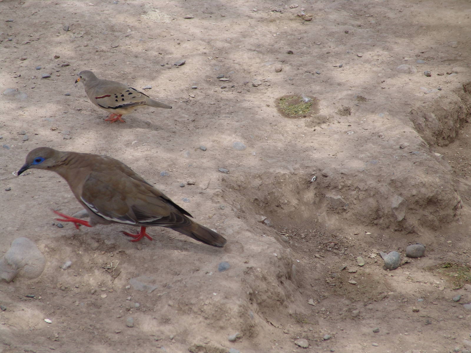 Wild West Peruvian Dove (Zenaida meloda) & a Croaking Ground Dove (Colu