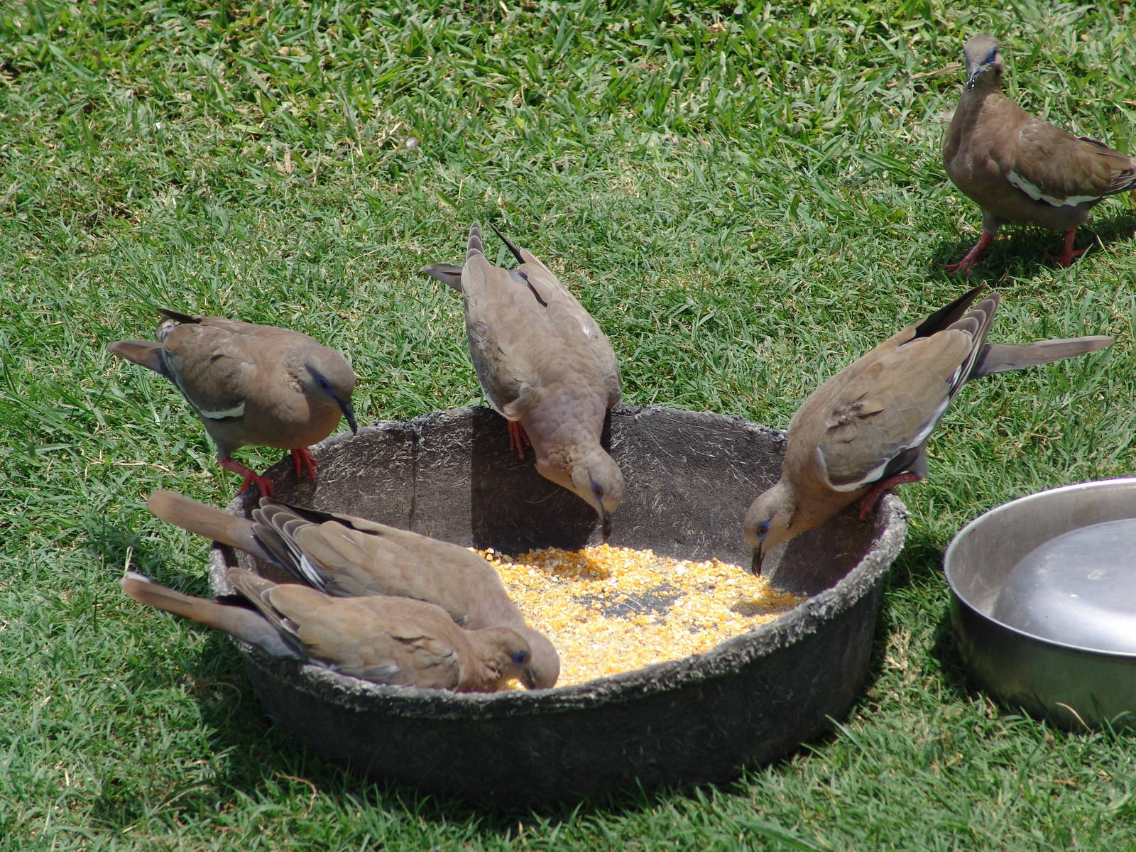 Wild West Peruvian Doves (Zenaida meloda)