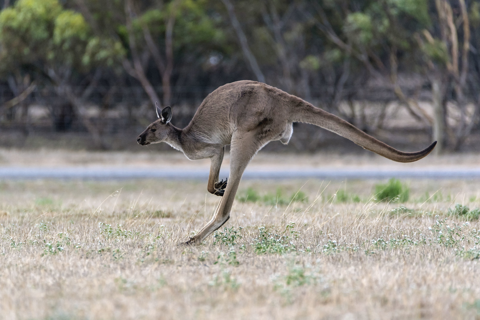 Wild Western Grey Kangaroo