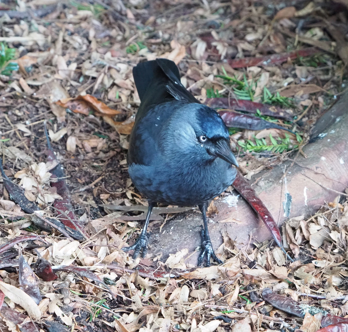 Wild Western jackdaw (Coloeus monedula), 2022-02-12