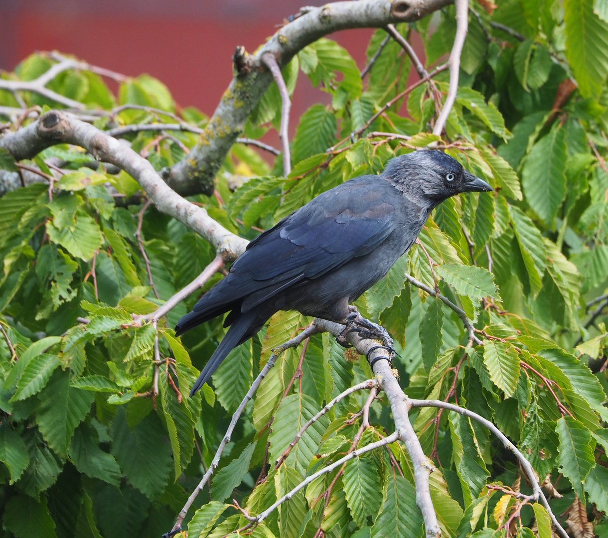 Wild Western jackdaw (Coloeus monedula), 2022-08-28