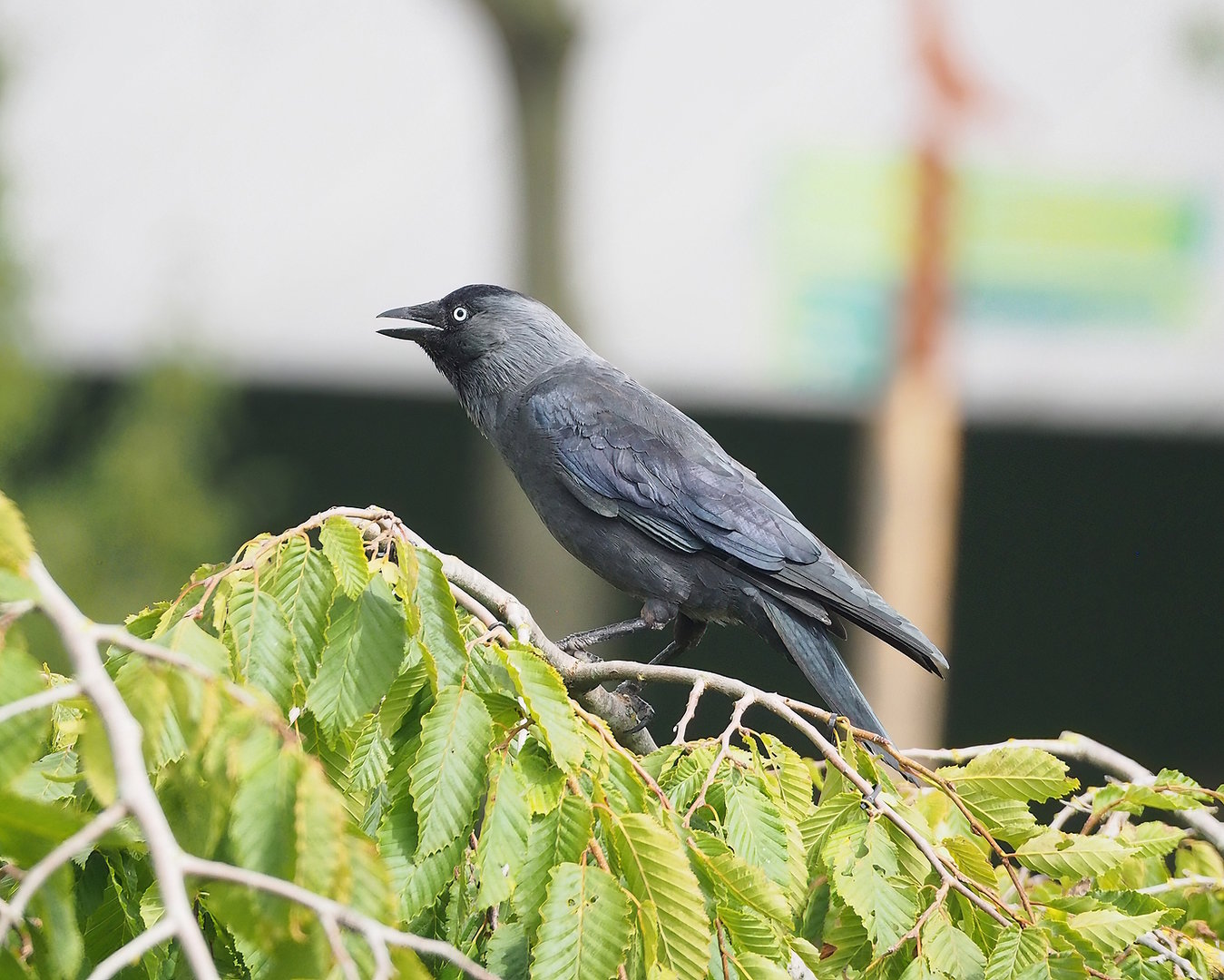 Wild Western jackdaw (Coloeus monedula), 2022-08-28
