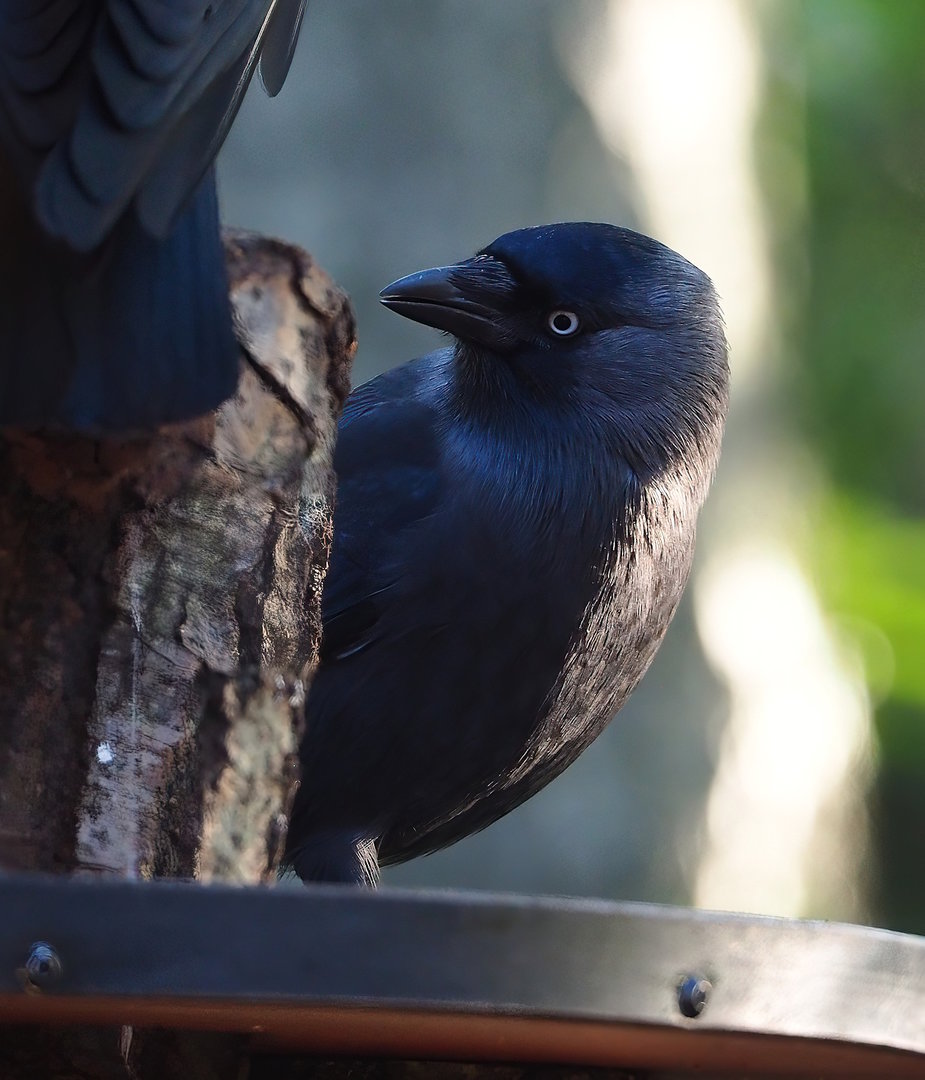 Wild Western jackdaw (Coloeus monedula), 2022-11-12