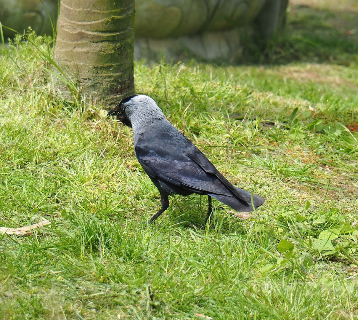 Wild western jackdaw (Coloeus monedula), 2023-05-16