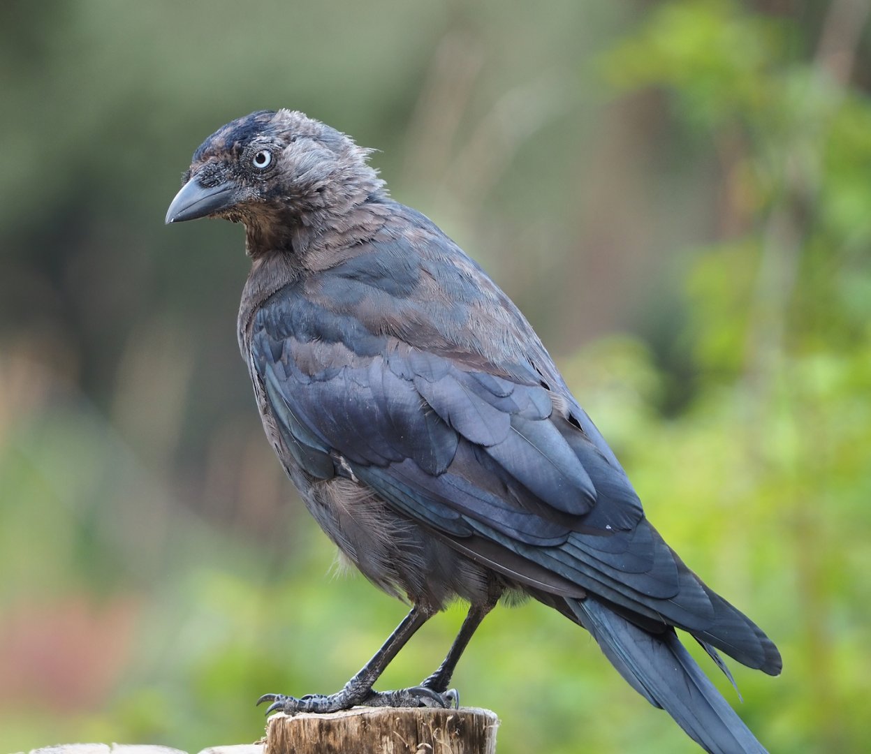Wild Western jackdaw (Coloeus monedula), 2023-08-15