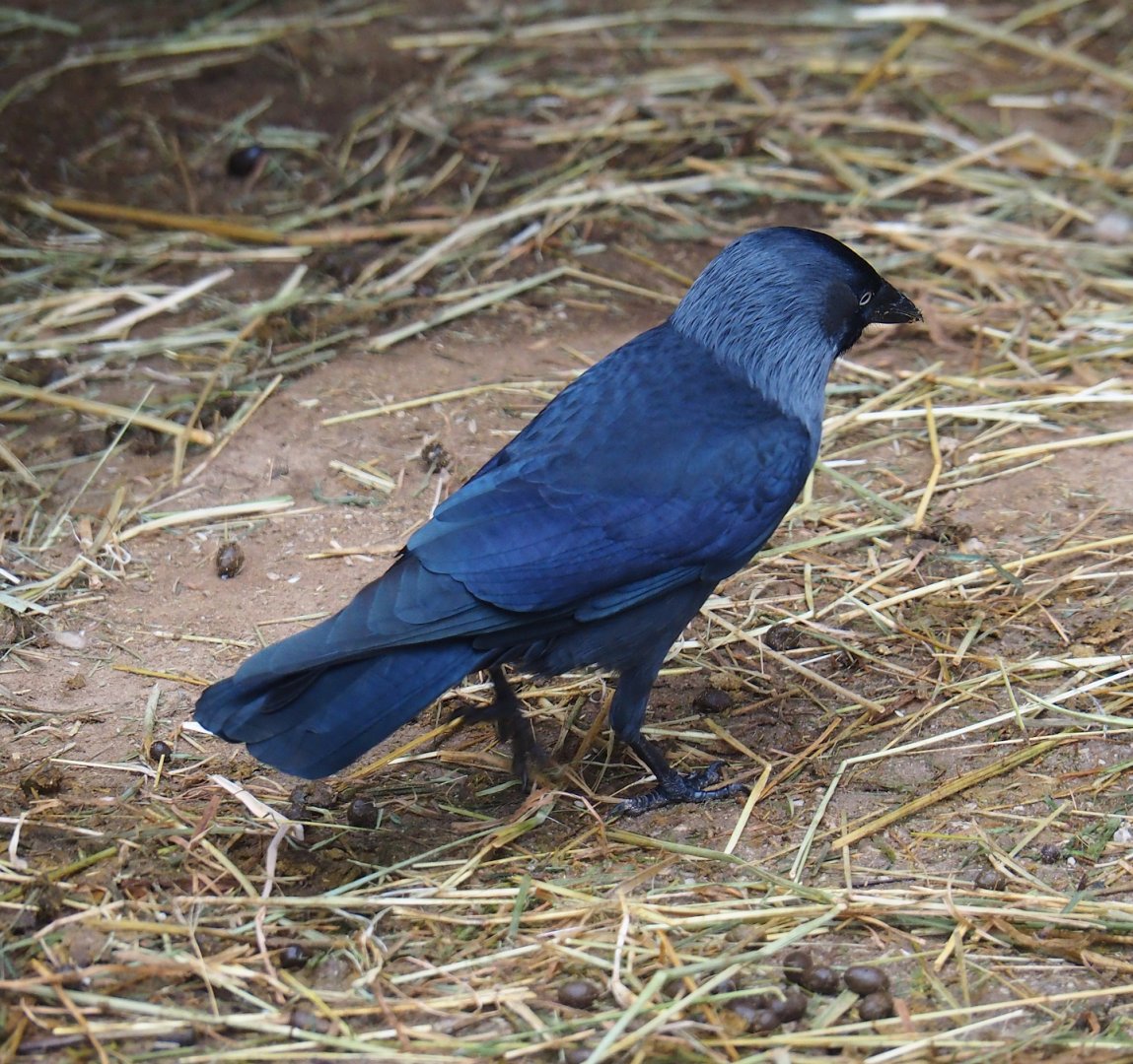 Wild Western jackdaw (Coloeus monedula), 2023-10-13