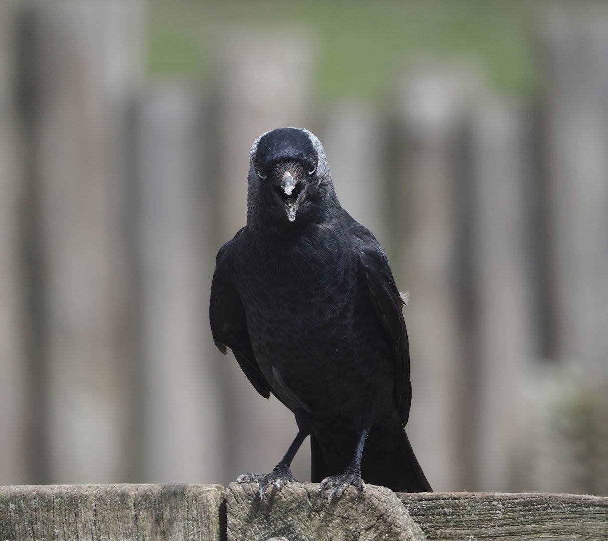 Wild Western jackdaw (Coloeus monedula), 2024-06-23
