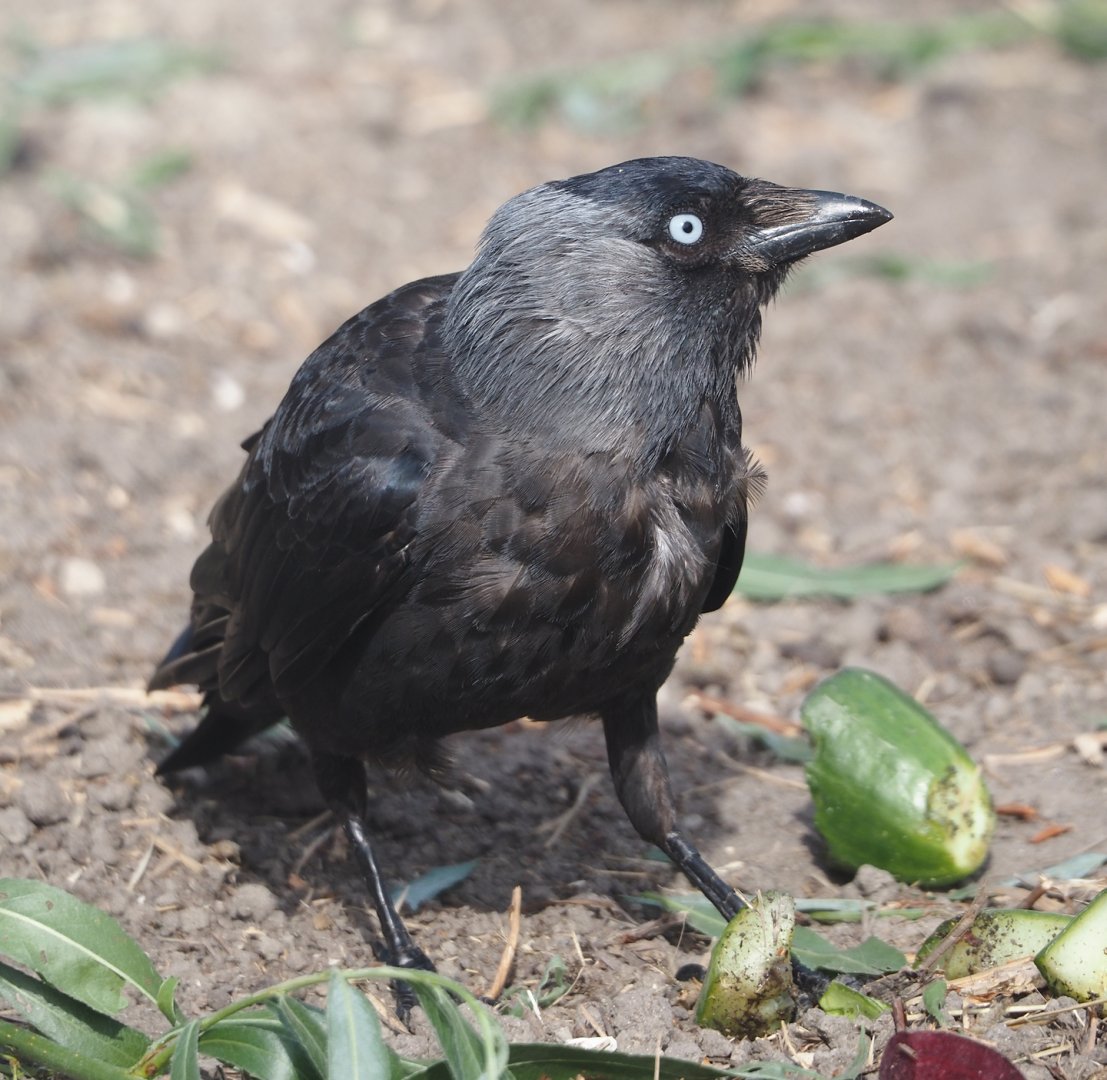 Wild Western jackdaw (Coloeus monedula), 2024-06-30