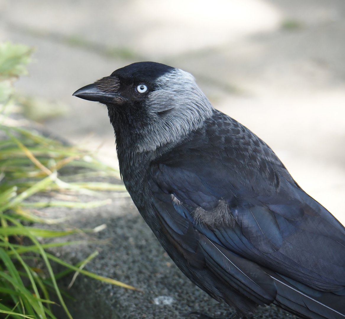 Wild Western jackdaw (Coloeus monedula), 2024-06-30