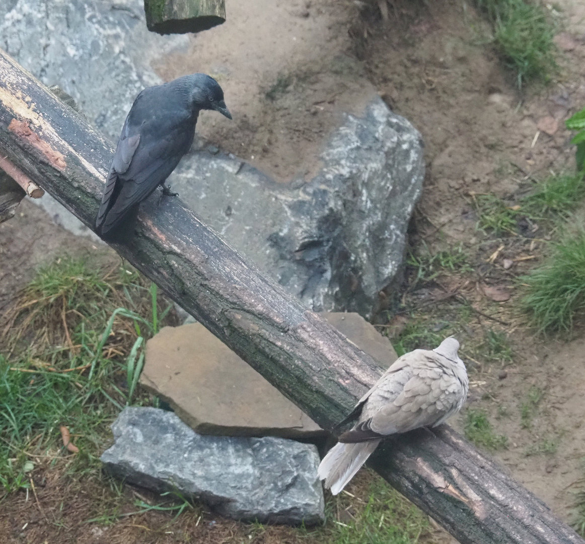 Wild Western jackdaw (Coloeus monedula) and Wild Eurasian collared dove (Streptopelia decaocto), 2022-09-14